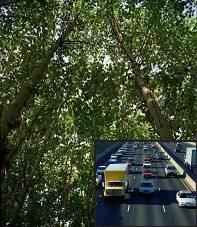 El asfalto está reemplazando a los árboles en muchas áreas urbanas, causando la subida de las temperaturas locales. Algunos científicos se preguntan si el efecto “Isla de Calor Urbano” podría llevar las estimaciones de temperatura por encima de las globales de la superficie.