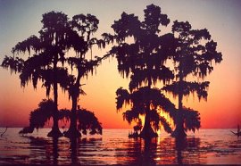 La invasión del agua salada, un síntoma de la erosión del wetland, amenaza estos cipreses de Louisiana. Imagen cortesía: Julia Sims.