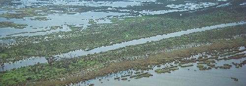 Canales y diques atraviesan la costa de Louisiana. En muchos casos estos canales artificiales interfieren en los patrones naturales de la circulacin del agua y aceleran la erosin. <A HREF= http://biology.usgs.gov/s+t/SNT/noframe/gc138.htm target=_blank>[ms]</A>