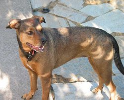 Penny el perro del fotgrafo californiano David Larzelere estaba en la sombra penumbral de la luna durante el eclipse parcial del 10 de junio del 2002. Observe los rayos de sol curvados en la parte posterior del lomo y las piernas de Penny.<A HREF= http://science.nasa.gov/spaceweather/eclipses/gallery_10june02_page2.html target=_blank> [ms].</A>