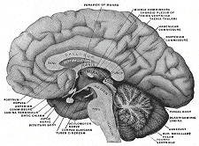 El cerebro humano  todos tenemos uno , sus procesos internos aun son un misterio. Aprender ms sobre los cerebros orgnicos podra ayudar a los investigadores a programar robots ms inteligentes. Crditos de la Imagen: AnatomiadeGrey.