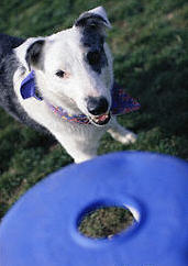 Rover juega a atrapar un frisbee. Crditos de la Imagen y copyright: Lawrence Manning.