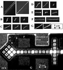 Imágenes de moléculas individuales de ADN fluyendo a través del dispositivo de microflujo en las posiciones denotadas por la letras A hasta G. "El ADN resulta estirado y rotado por el flujo. El estiramiento del ADN es mayor en las regiones de alta aceleración del flujo", dice Muller.