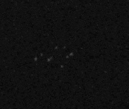Una de las nueve bolas de fuego en este fragmento de video se llama Kelly. En el texto se explica lo que tiene de especial. Crditos: Paul Ronney y la tripulacin del transbordador Columbia (STS-107)<A HREF= http://carambola.usc.edu/research/SOFBALL2quickie.html target=_blank>[ms video]</A>