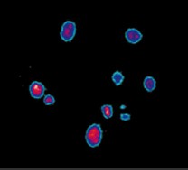 Bolas de llamas como estas flotarn dentro de una cmara durante el experimento SOFBALL-2 a bordo de la misin de investigacin de la lanzadera STS-107 [<a href= http://science.nasa.gov/headlines/y2002/21aug_flameballs.htm target=_blank>ms</a>]