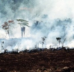 Una gran cantidad de la rica biodiversidad de Centroamérica esta siendo destruida por la agricultura de “tala y quema”. Esta fotografía se tomo en Petén, Guatemala, por Daniel Irwin.