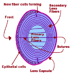 Corte simplificado de la seccin de un lente. [<a href=http://www.dogstuff.info/lens_anatomy_kral.html target=_blank><u>Ms</u></a>]