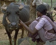 En la región de Mewat en la India, el ganado es un factor importante en una economía predominantemente rural. La presencia de ganado facilita el avance de malaria y de otras epidemias basadas en mordeduras de mosquitos porque los insectos prefieren alimentarse con la sangre de los animales