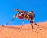 Mosquitos y otras plagas se llevan la culpa a menudo por los repentinos brotes de una enfermedad infecciosa. Imagen cortesía de Prevención del Virus del Nilo Occidental.