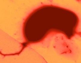 Una micro fotografa en colores falsos del nuevo microbio Desulfonatronum thiodismutans, recientemente descubierto en el lago Mono por Richard Hoover y sus colegas.  Ntese el flagelo (abajo izquierda), el cual utiliza para movimiento. [<A HREF= http://science.nasa.gov/headlines/y2004/images/ecosystem/Desul_Color3.jpg target=_blank>Agrandar imagen</A>]  
