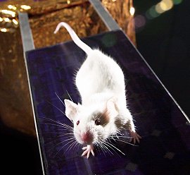 Un candidato a ratón – astronauta posa encima de una maqueta de un panel Solar. Créditos: MarsGravity.org