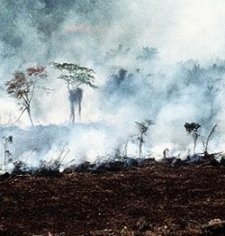 Agricultura de tala y quema en Petén, Guatemala, fotografiada por Daniel Irwin.