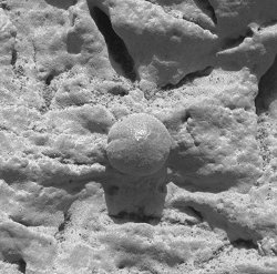 Una esfrula en la regin del afloramiento rocoso llamada El Capitn. El rea en esta imagen tomada el sol 28 de la misin Opportunity es de 1,3 centmetros (una pulgada y media) de dimetro. <A HREF= http://science.nasa.gov/headlines/y2004/images/meridianiwater/bb1_big.jpg target=_blank>[Imagen agrandada] </A>