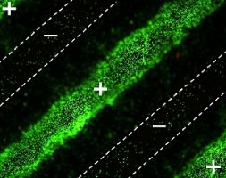 Simulación de microbios (micro esferas sintéticas) con un tinte fluorescente son atraídos por electrodos cargados positivamente. Vea los signos de más (+) y menos (-) que denotan la carga de los electrodos.