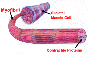 Cada clula muscular contiene muchos pequeos paquetes de protenas contrctiles, llamadas miofibrillas. Estas protenas son las responsables de la contraccin muscular.