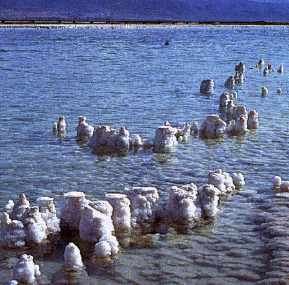 <a href=http://pasture.ecn.purdue.edu/%7Eagenhtml/agenmc/israel/deadsea.html target=_blank>El Mar Muerto</a> es 5 veces más salado que los océanos de la Tierra. A medida que el agua se evapora, la sal se sedimenta. Cuando se alcanza el punto de saturación, la sal forma estos pilares.
<i>Crédito: Universidad Purdue.</i>