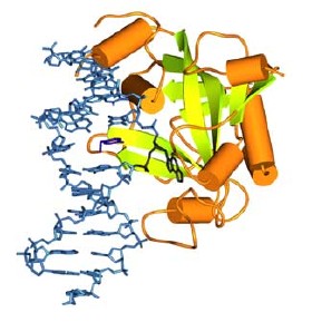 <a href=http://focus.hms.harvard.edu/2000/Dec15_2000/research_briefs.html target=_blank>Una enzima reparadora</a> corrigiendo un error en una molécula de ADN. La enzima está a la derecha en color naranja y verde y parte de la doble hélice del ADN está a la izquierda en azul.
<i>Crédito de la imagen: Albert Lau.</i>
