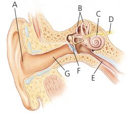 Los rganos en el odo interno (el sistema vestibular) afectan al equilibrio humano. La adaptacin vestibular es un factor humano clave en el diseo de interfaces de RV. [<A HREF= http://vehand.engr.ucf.edu/handbook/Chapters/Chapter44/Chapter_44.html target=_blank>Ms</A>]