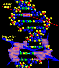 Dao al ADN producido por la radiacin espacial 
[<a href= http://srag-nt.jsc.nasa.gov/AboutSRAG/Why/Why.htm target=_blank><u>Mas informacin</u></a>]
