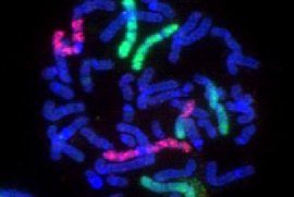 Una muestra de sangre de un astronauta de la Estacin Espacial Internacional que ha sufrido daos por radiacin espacial. Las hebras son cromosomas pintados con tinte fluorescente. <a href= http://science.nasa.gov/headlines/y2005/images/selectiveshielding/bloodcell.jpg target=_blank>La imagen muestra grandes pedazos de diferentes colores unidos</a>, indica Cucinotta. Corresponden a zonas en las que el ADN roto ha sido reparado por la clula de manera incorrecta.