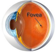 La fóvea es responsable de nuestra más nítida visión central.