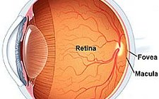 <a href=http://webvision.med.utah.edu/ target=_blank>Retina</a>