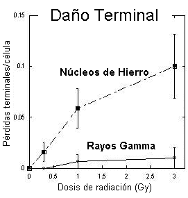 <a href=http://science.nasa.gov/headlines/y2006/images/telomeres/slide4_spanish.jpg target=_blank>Los ncleos de hierro</a> son especialmente dainos para los telmeros. 
[<a href=http://science.nasa.gov/headlines/y2006/images/telomeres/slide4_spanish.jpg>Ms informacin</a>].
