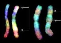 <a href= http://science.nasa.gov/headlines/y2006/images/telomeres/slide1_spanish.jpg target=_blank>Cromosomas humanos</a> revelados mediante RxFISH. 
Crdito de la Imagen: NASA/JSC. 
[<a href=http://science.nasa.gov/headlines/y2006/images/telomeres/durante_rr_165_51-58_06.pdf>Ms informacin</a>].
