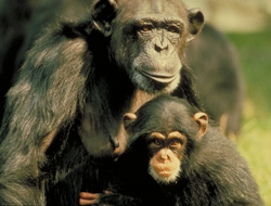 Chimpancs.