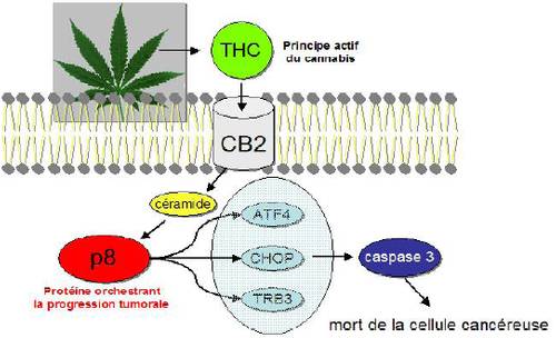  Esquema
<br>