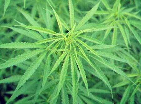  Cannabis
<br>