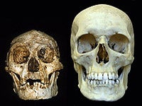 H.floresiensis_y