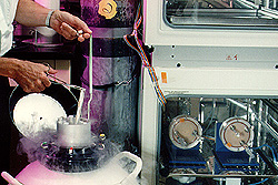 El doctor Robert Richmond de la NASA / Marshall retira muestras de tejido mamario de la cámara frigorífica de uno de los dos contenedores de nitrógeno líquido que mantienen esta colección única.