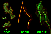Tres formas de vida microbiana. 
<i>Imagen: Universidad de Miami, Departamento de Biologa.</i>
