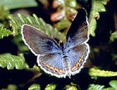 Mariposa azul de Karner. 
<i>Imagen: US US Fish & Wildlife Service/John & Karen Hollingsworth.</i>
