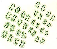 Microfotografa de <i>D. radiodurans</i> mostrando el crecimiento tetradrico de esta bacteria micrococo. Enlaces a <a href=http://science.nasa.gov/newhome/headlines/images/conan/tetrads.jpg target=_blank>772x663-pixel, 157KB JPG</a>. Crdito: M. Daly, Uniformed Services University de Health Sciences