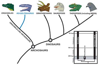 Evolucin_dinosaurios