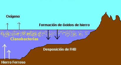 ciclo_oxgeno_cianobacterias