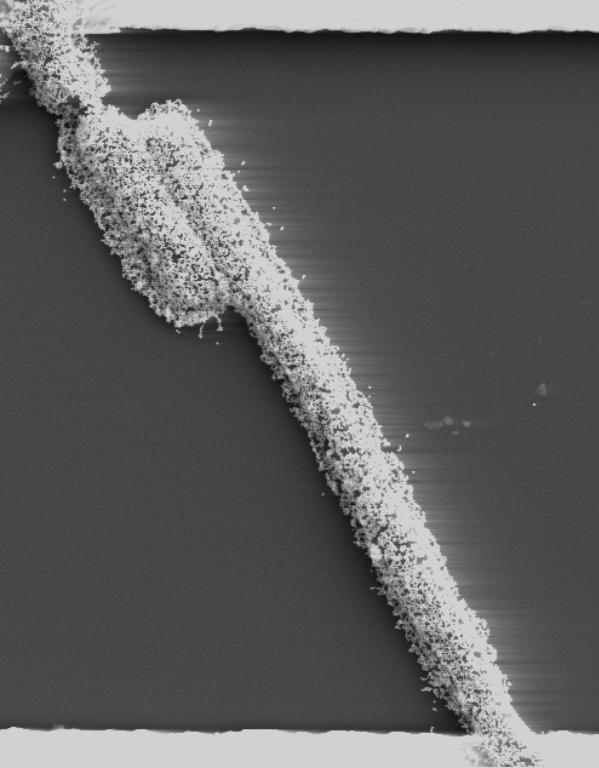puente_de_bacterias_vivas