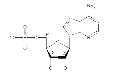 nucleotido