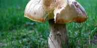 Humongous Fungus